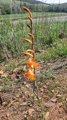 Gladiolus aurantiacus