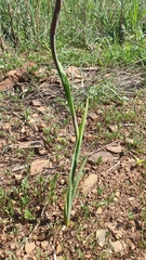 Gladiolus aurantiacus