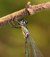 Synlestes selysi
