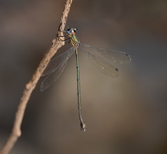 Synlestes selysi