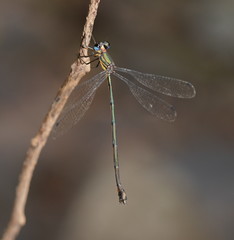 Synlestes selysi