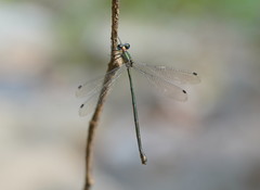 Synlestes selysi