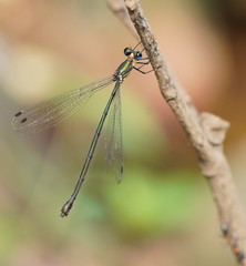 Synlestes selysi