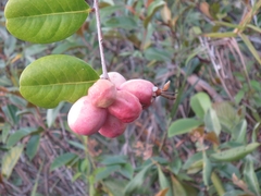 Synoeca virginea