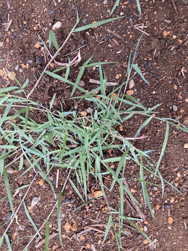 Panicum repens observed 2025-10-23