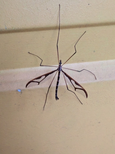 Unknown species found near Arnold, MD 21012, USA