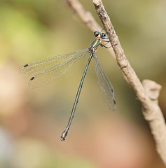 Synlestes selysi