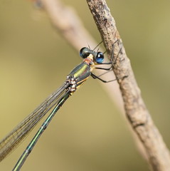 Synlestes selysi