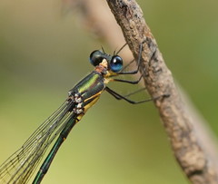 Synlestes selysi
