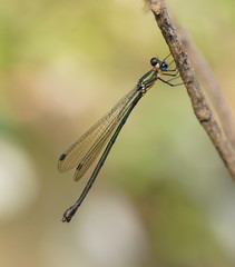Synlestes selysi