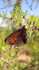 Erebia mancinus