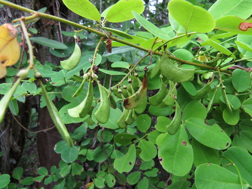 Dalbergia candenatensis iNat (2)