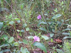 Ipomoea asarifolia