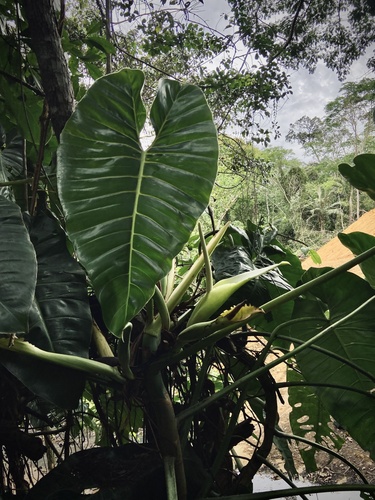 Philodendron tenuispadix