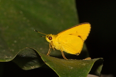 Cupitha purreea
