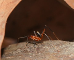 Leptomyrmex cnemidatus