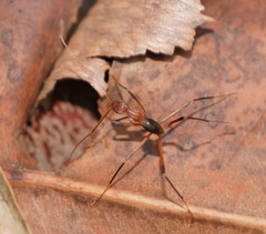 Leptomyrmex cnemidatus