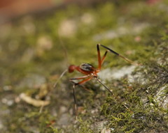 Leptomyrmex cnemidatus