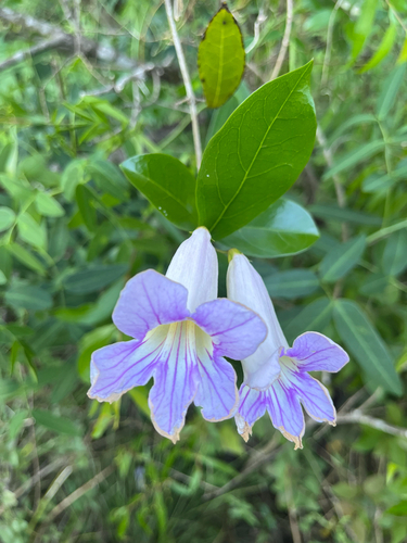 Bignonia callistegioides