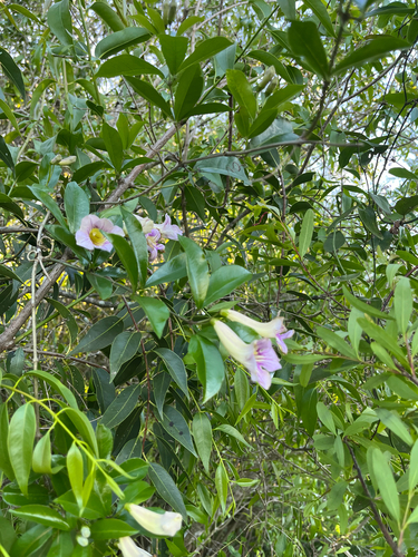 Bignonia callistegioides