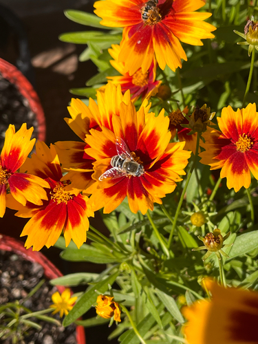 Unknown species found near Roe Ave, Overland Park, KS, US