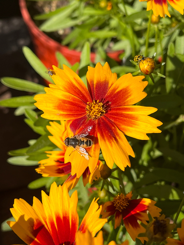 Unknown species found near Roe Ave, Overland Park, KS, US