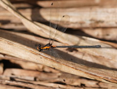 Austroargiolestes amabilis