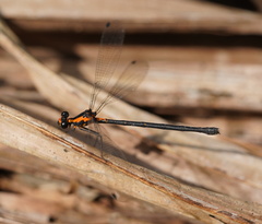 Austroargiolestes amabilis