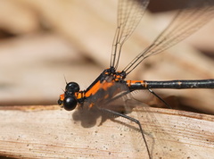 Austroargiolestes amabilis