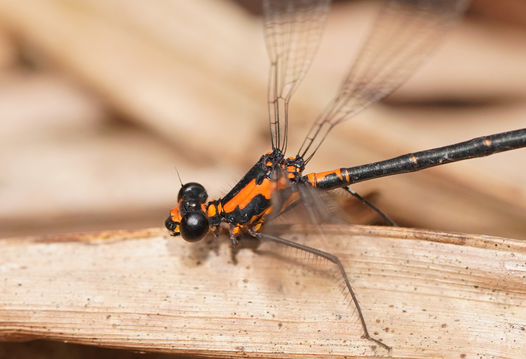 Flame Flatwing