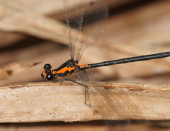 Austroargiolestes amabilis