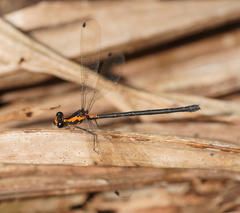 Austroargiolestes amabilis