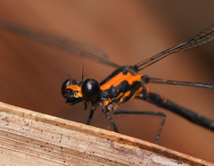 Austroargiolestes amabilis