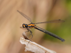 Austroargiolestes amabilis