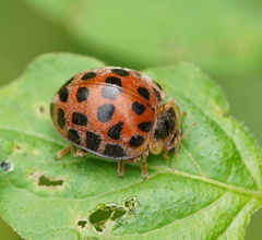 Henosepilachna vigintisexpunctata