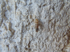 Papillifera papillaris image