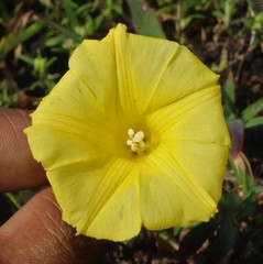 Distimake rhyncorhiza