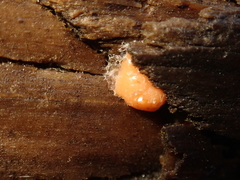 Dictydiaethalium