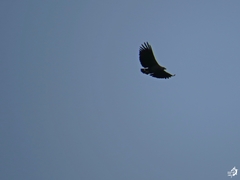 Buteogallus coronatus