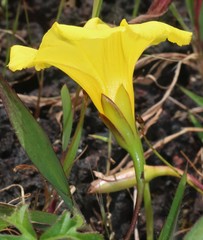 Distimake rhyncorhiza