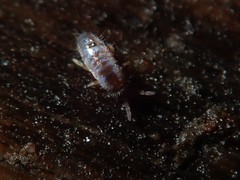 Lepidocyrtus cyaneus