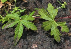 Distimake rhyncorhiza