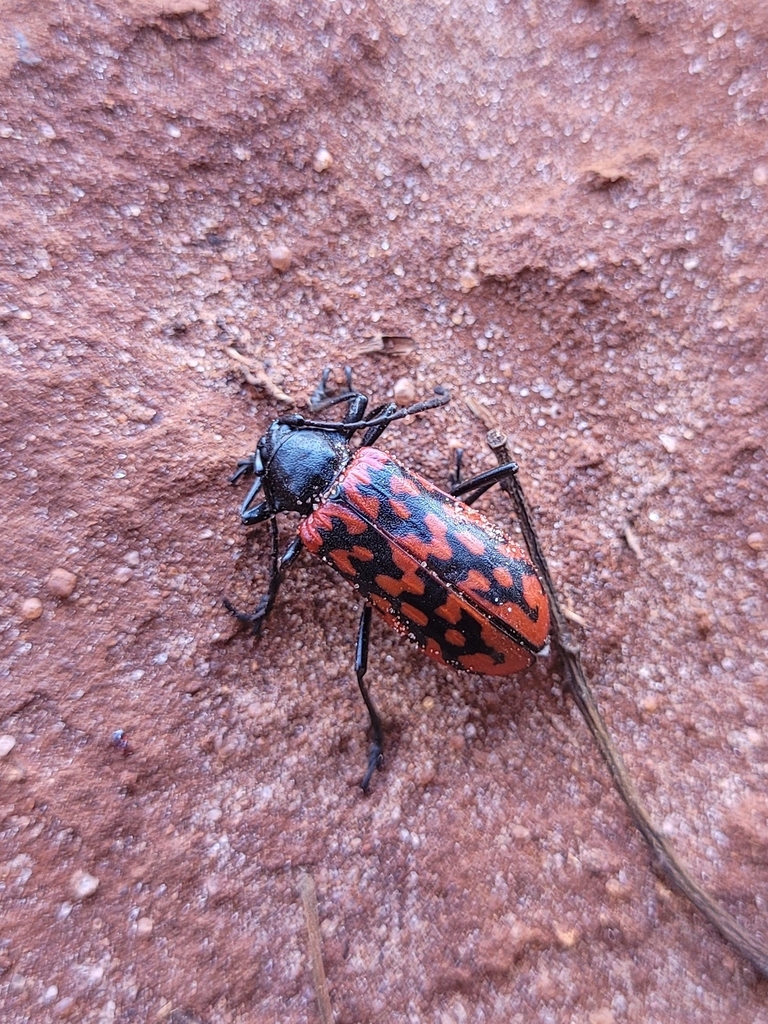 Poecilopeplus haemopterus