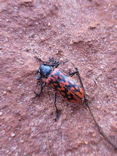 Poecilopeplus haemopterus