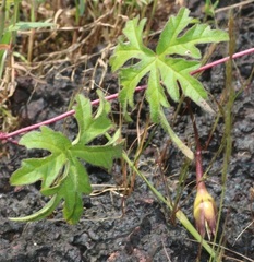 Distimake rhyncorhiza