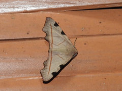 Achrosis rufescens