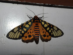 Aglaomorpha plagiata