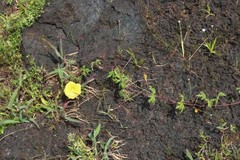 Distimake rhyncorhiza