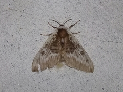 Megalopyge albicollis