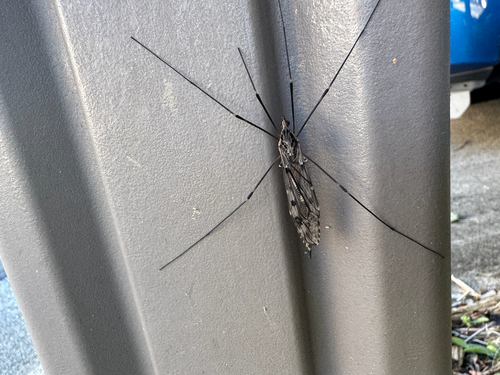 Unknown species found near Pecan Ridge Cir, Winston-Salem, NC, US